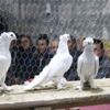 Araba fiyatına güvercin alıyorlar Araba fiyatına güvercin alıyorlar