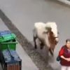 Hızını alamayan at, kalabalığın arasına daldı Hızını alamayan at, kalabalığın arasına daldı