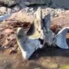 Deniz kıyısında devasa kemikler bulundu Deniz kıyısında devasa kemikler bulundu