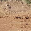 Vatandaşlar ihbar, asker imha etti Vatandaşlar ihbar, asker imha etti