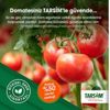 TARSİM: 'Domates ürününüz güvende' TARSİM: 'Domates ürününüz güvende'