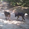 Milyonluk atları köpekler yemiş