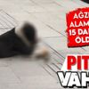 Sahipsiz pitbull sokak kedisini telef etti! O anlar kamerada