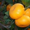 550 ton mandalina geri gönderildi 550 ton mandalina geri gönderildi