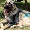 Otomobilin arkasında sürüklenen köpeğin durumuna ilişkin yeni gelişme Otomobilin arkasında sürüklenen köpeğin durumuna ilişkin yeni gelişme