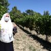 "Çavuş üzümü" hasadı başladı "Çavuş üzümü" hasadı başladı