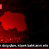 Akvaryum dalgıçları, köpek balıklarını elle besliyor