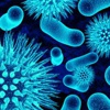 MERS virüsü 343 can aldı MERS virüsü 343 can aldı