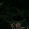 Evin bahçesine giren boz ayı görüntülendi Evin bahçesine giren boz ayı görüntülendi