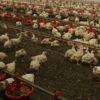 Çin ve Almanya'da kuş gribi salgını Çin ve Almanya'da kuş gribi salgını