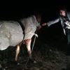 Bursa'da çok ilginç görüntü! Atın donmaması için... Bursa'da çok ilginç görüntü! Atın donmaması için...