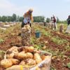 Erkenci patates hasadı 15 gün gecikti
