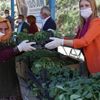 120 bin fide üreticiyle buluştu 120 bin fide üreticiyle buluştu