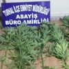 Tokat'ta uyuşturucu operasyonu Tokat'ta uyuşturucu operasyonu