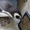 Bu penguenler iPad'le oynuyor Bu penguenler iPad'le oynuyor