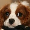 Hasta köpeğine bakmak isteyene izin