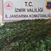 İzmir'de ormanlık alanda dikili 3 bin 210 kök Hint keneviri ele geçirildi