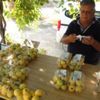 Türkiye'nin İlk guava üreticisi... Türkiye'nin İlk guava üreticisi...