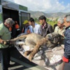 Yaralanan eşek sedyeyle taşındı Yaralanan eşek sedyeyle taşındı