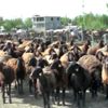 MUŞ Kuzuların, anneleriyle buluşmasında renkli görüntüler