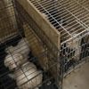 Ankara'da binanın bodrumunda 68 köpek bulundu