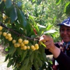 Beyaz kiraz hasadı başladı Beyaz kiraz hasadı başladı