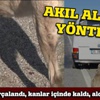 Köpeği, minibüsün arkasına zincirleyip götürmek istedi! Köpeği, minibüsün arkasına zincirleyip götürmek istedi!