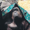 Orangutan bir nesne değil, duygulu varlık Orangutan bir nesne değil, duygulu varlık