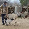 Kangal köpeği, kuzuya annelik yapıyor Kangal köpeği, kuzuya annelik yapıyor