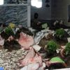 Karadeniz'de kalkan balığı bereketi