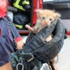 Dereye düşen yavru kedi kurtarıldı Dereye düşen yavru kedi kurtarıldı