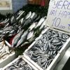 Karadeniz hamsisi 10 liradan tezgahlarda Karadeniz hamsisi 10 liradan tezgahlarda