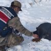 Malatya'da jandarma ekipleri kısıtlamada sokak hayvanlarına 400 kilogram mama bıraktı Malatya'da jandarma ekipleri kısıtlamada sokak hayvanlarına 400 kilogram mama bıraktı