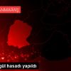 Afşin de gül hasadı yapıldı