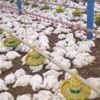 27 bin 500 tavuk telef oldu 27 bin 500 tavuk telef oldu