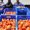 Domates üreticinin yüzünü güldürdü Domates üreticinin yüzünü güldürdü