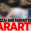 İçler acısı görüntü! Bu halde bulundu