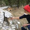 Konya’da kedilerin öldürüldüğü iddiası Konya’da kedilerin öldürüldüğü iddiası