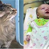 Kahraman kedi bebeği donmaktan kurtardı Kahraman kedi bebeği donmaktan kurtardı