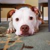 Bilim insanları beyinlerini inceledi: Köpekler sahiplerinin yüzünü tanır mı? Bilim insanları beyinlerini inceledi: Köpekler sahiplerinin yüzünü tanır mı?