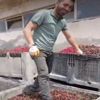 Afyonkarahisar'da meyve suyu üretim tesisinde tepki çeken görüntü Afyonkarahisar'da meyve suyu üretim tesisinde tepki çeken görüntü