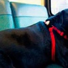 Otobüsle tek başına seyahat eden köpek Otobüsle tek başına seyahat eden köpek