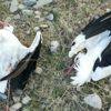 Göç yolundaki leylekleri vurdular