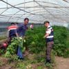 Zehir seralarına jandarma baskını Zehir seralarına jandarma baskını