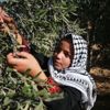 İsrail askerlerinden Filistinlilerin zeytin toplamasına engel