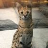 AVM’deki ‘serval kedi’ Meclis gündeminde AVM’deki ‘serval kedi’ Meclis gündeminde