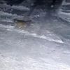 Kurt sürüsü iki köpeği parçaladı Kurt sürüsü iki köpeği parçaladı
