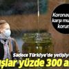 Koronavirüsten sonra talep patlaması! Satışlar yüzde 300 arttı! Kekik yağı koronavirüsten korur mu?