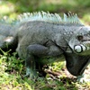 Tuvaletten iguana çıktı
