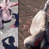 Vicdansızlığın böylesi görülmedi Vicdansızlığın böylesi görülmedi
